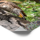 Poster Oiseaux jardins du sud de l'Ontario (Coin)