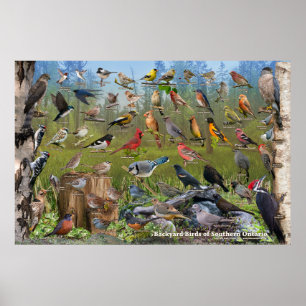 Poster Oiseaux jardins du sud de l'Ontario