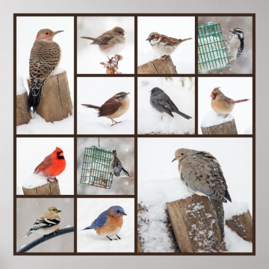 Poster Oiseaux jardins en neige (Devant)