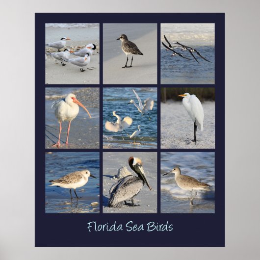 Poster Oiseaux marins de Floride Photos (Devant)