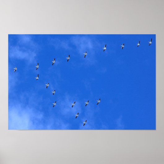 Poster Oiseaux migrateurs (Devant)