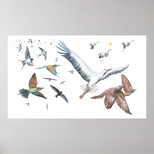 Poster Oiseaux migrateurs traçant leurs vols Illustration (Devant)