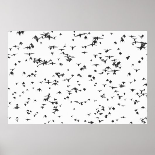 POSTER OISEAUX NOIRS VOLANT SUR LE CIEL (Devant)
