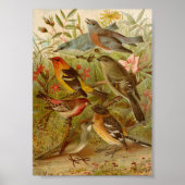 Poster Oiseaux nord-américains | Tzel Gustav Mü (Devant)