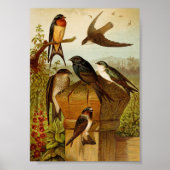 Poster Oiseaux nord-américains | Tzel Gustav Mü (Devant)