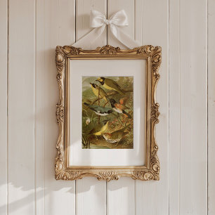 Poster Oiseaux nord-américains   Tzel Gustav Mü