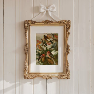 Poster Oiseaux nord-américains   Tzel Gustav Mü