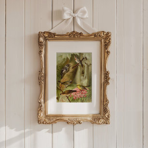 Poster Oiseaux nord-américains Tzel Gustav Mü