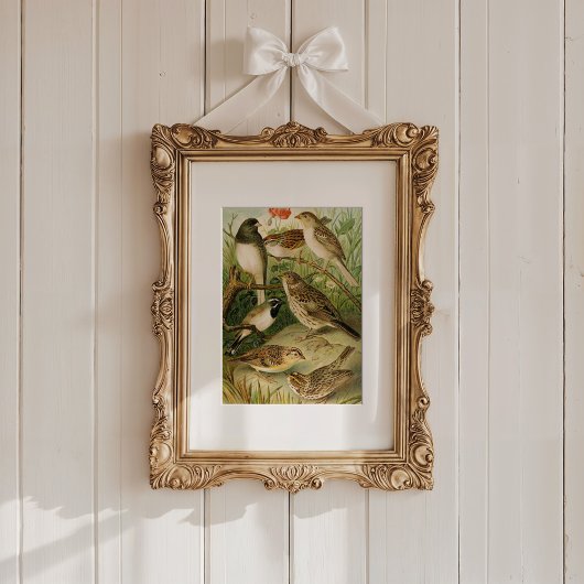 Poster Oiseaux nord-américains | Tzel Gustav Mü