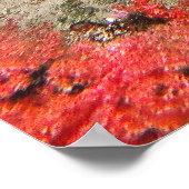 Poster Oiseaux OEil d'un Wobbegong (Coin)