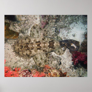 Poster Oiseaux OEil d'un Wobbegong