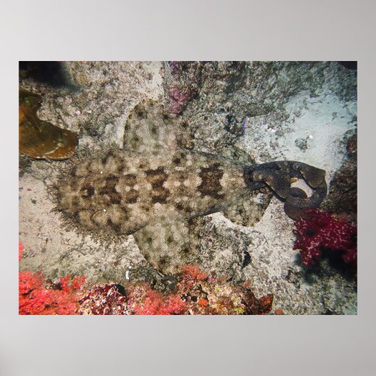 Poster Oiseaux OEil d'un Wobbegong (Devant)