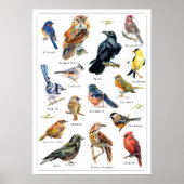 Poster Oiseaux peints à la main (Devant)