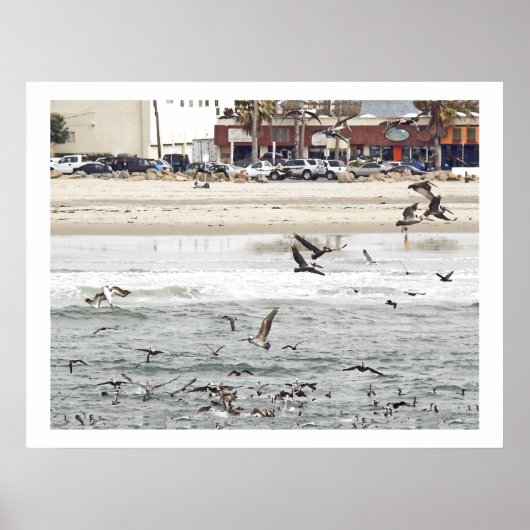 Poster Oiseaux pélicans Animaux sauvages (Devant)
