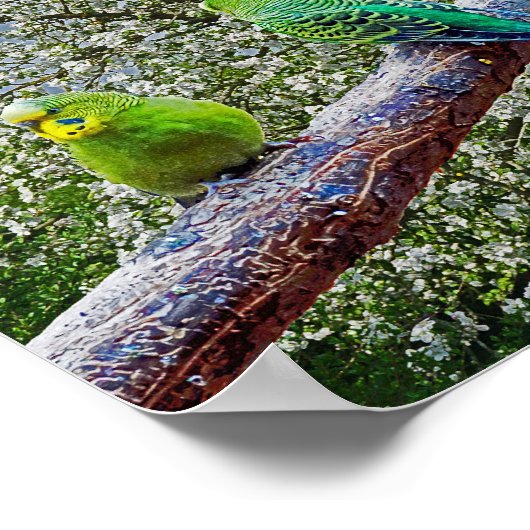 Poster Oiseaux - perruques (Coin)