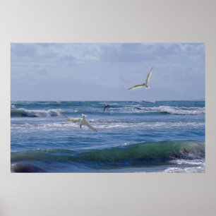 Poster Oiseaux plongeant dans l'océan