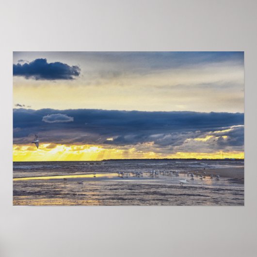 Poster Oiseaux rassemblés sur une plage de Floride au lev (Devant)