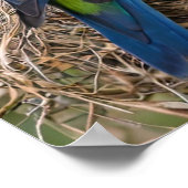 Poster Oiseaux Rosella (Coin)