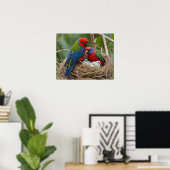 Poster Oiseaux Rosella (Bureau à domicile)