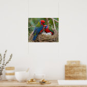 Poster Oiseaux Rosella (Cuisine)