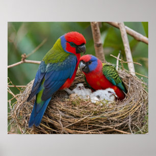 Poster Oiseaux Rosella