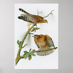 Poster oiseaux Rouge-épaulés de John Audubon de faucon de