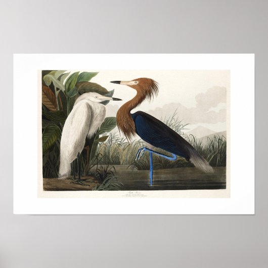 Poster Oiseaux sauvages d'Audubon, à Heron violet (Devant)