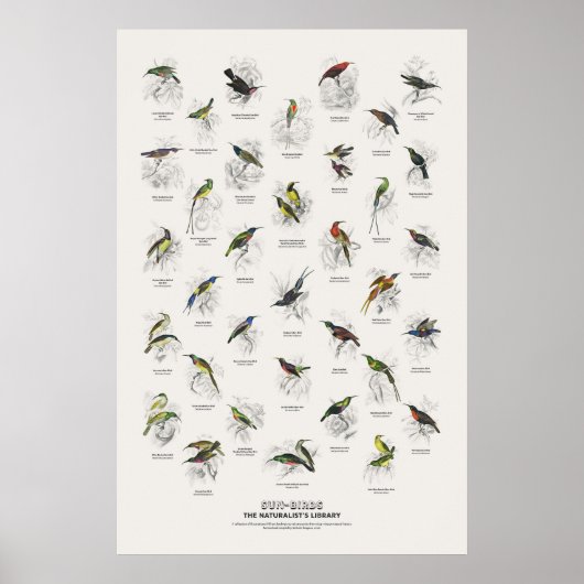 Poster Oiseaux-Soleil - Bibliothèque des Naturalistes (Devant)
