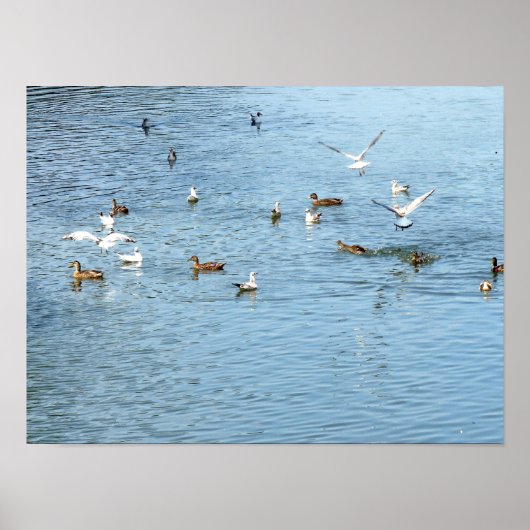 Poster Oiseaux Sur La Rivière D'Été (Devant)