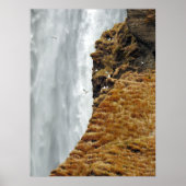 Poster Oiseaux sur les rochers (Devant)