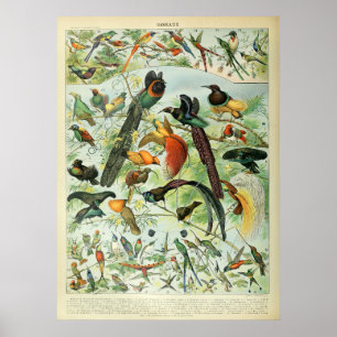 Poster Oiseaux tropicaux Antique Imprimer Carte Vintage
