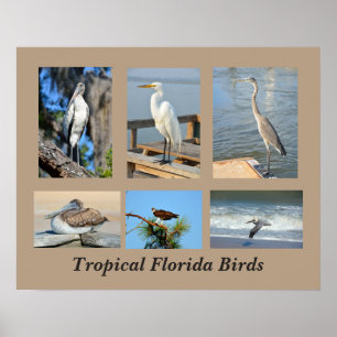 Poster Oiseaux tropicaux de Floride