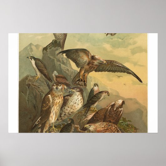 Poster Oiseaux vintages de proie Imprimer l'affiche (Devant)