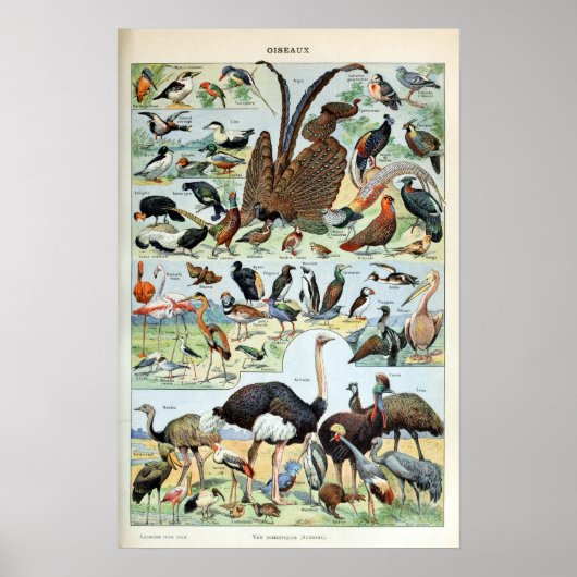 Poster Oiseaux vintages du monde (Devant)