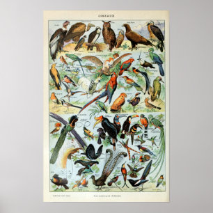 Poster Oiseaux vintages du monde