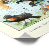 Poster Oiseaux vintages du monde (Coin)