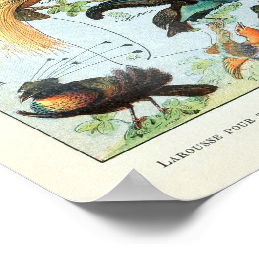 Poster Oiseaux vintages du monde (Coin)