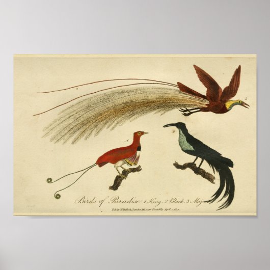 Poster Oiseaux vintages du Paradis Histoire naturelle Imp (Devant)