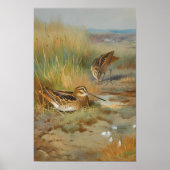 Poster Oiseaux vintages illustrés, Oiseaux (Devant)