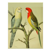 Poster Oiseaux vintages - ROSELLA PARAKEETS (Devant)
