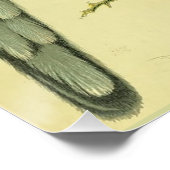 Poster Oiseaux vintages - ROSELLA PARAKEETS (Coin)