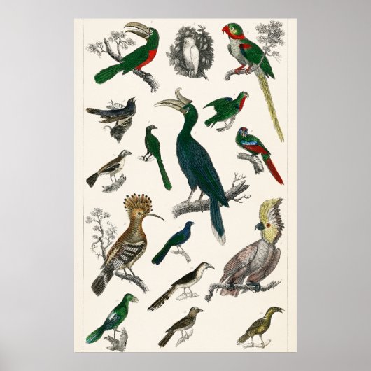 Poster Oiseaux vintages Vieille illustration Art Animaux (Devant)