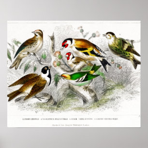 Poster Oiseaux vintages Vieux livre Illustration Art