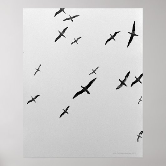 Poster Oiseaux volant (Devant)