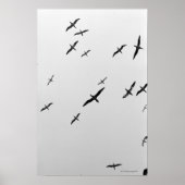 Poster Oiseaux volant (Devant)