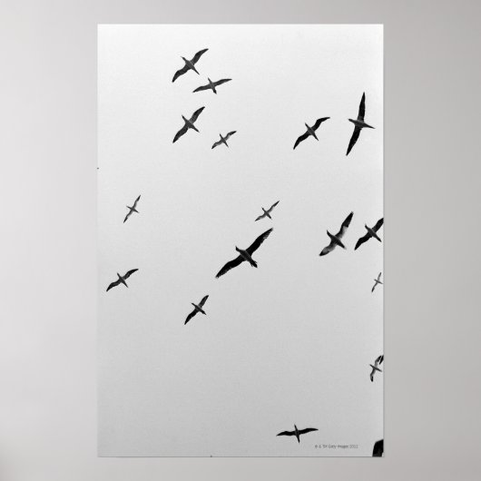 Poster Oiseaux volant (Devant)