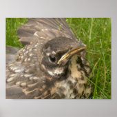Poster Oisillon (Devant)