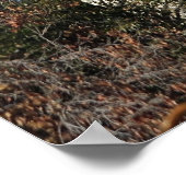 Poster Ojai, Californie (Coin)