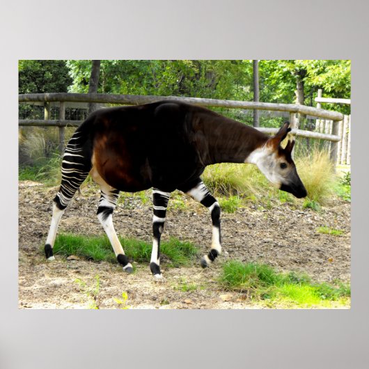 Poster Okapi (Devant)