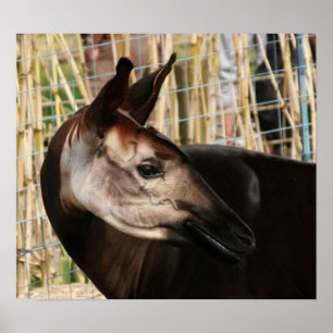 Poster Okapi